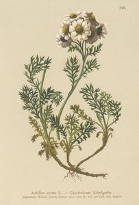 Schwarze Schafgarbe (Achillea atrata)