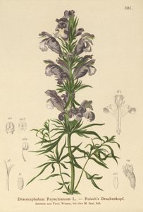 Blauer Drache (Dracocephalum Ruyschianum) von German School