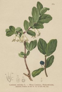 Blaue Heckenkirsche (Lonicera caerulea, Lonicera coerulea) von German School