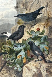 Blausteinschmätzer, Schwarzer Steinschmätzer und Rotschwanz, Tafel aus 