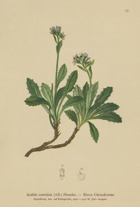 Blaue Gänsekresse (Arabis caerulea, Arabis coerulea) von German School