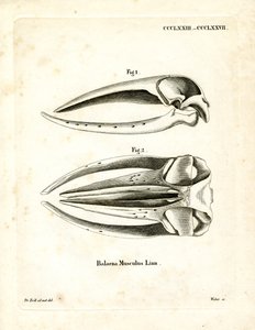 Schädel des Blauwals (farbige Gravur)