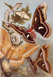 Bombycoide Motten, Tafel aus 