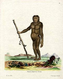 Borneo-Orang-Utan