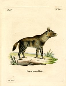 Braune Hyäne