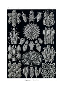 Bryozoa von German School