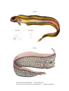 Grabender Rotbandfisch