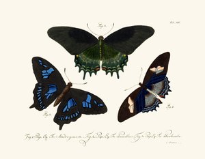 Schmetterlinge