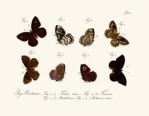 Schmetterlinge