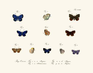 Schmetterlinge, 1783-1806