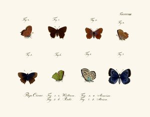 Schmetterlinge, 1783-1806