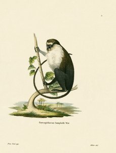 Campbells Meerkatze von German School