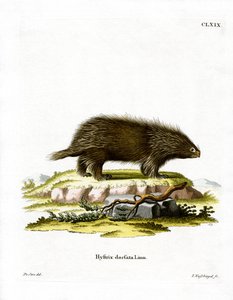 Kanadisches Stachelschwein von German School