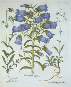 Glockenblumen, Weiße Blasenkraut, Nottinghams Lichtnelke, aus Hortus Eystettensis, von Basil Besler (1561-1629), veröffentlicht 1613