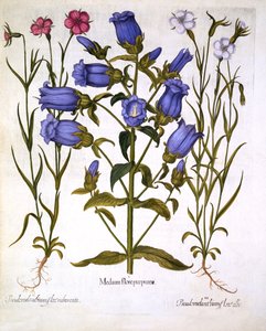 Marienglocken und Kornraden, aus Hortus Eystettensis, von Basil Besler, veröffentlicht 1613