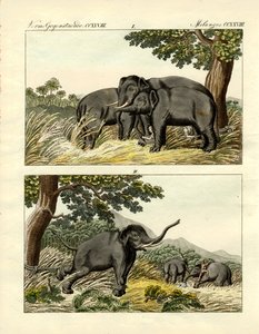 Fang von Elefanten durch Köderelefanten