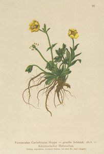 Kärntner Hahnenfuß (Ranunculus Carinthiacus, Ranunculus gracilis)