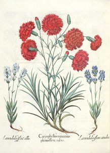 Nelken und Lavendel: 1. Caryophyllus maximus plenus flore rubro; 2. Lavandula flore albo; 3. Lavandula flore ceruleo, aus dem Hortus Eystettensis von Basil Besler, veröffentlicht 1613