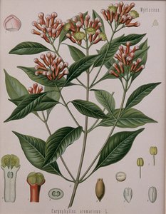 Caryophyllus Aromaticus (Gewürznelken)