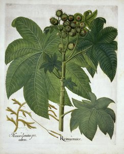 Rizinus, aus Hortus Eystettensis, von Basil Besler, veröffentlicht 1613