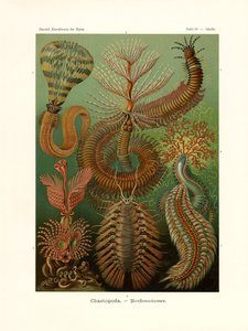 Chaetopoda von German School
