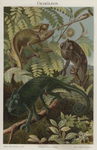Chamäleons von German School