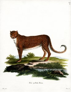 Gepard von German School