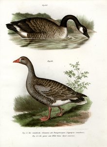 Höckergans