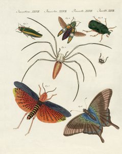 Chinesische Insekten