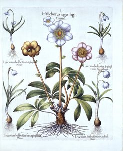 Christrose und Schneeglöckchen-Variationen, aus Hortus Eystettensis, von Basil Besler, veröffentlicht 1613