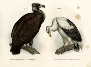 Mönchsgeier, 1864