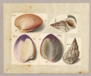 Muschel und Seeschnecke: Venus Mercenaria Linnaei, Buccino glacioli Linnaei, 1785 von German School