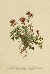 Clusius-Fingerkraut