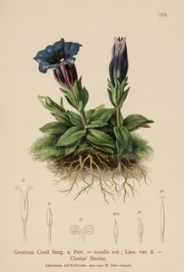 Clusius-Enzian