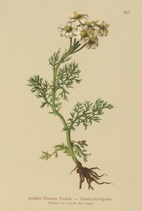 Clusius-Schafgarbe (Achillea clusiana, Achillea atrata ssp. clusiana)