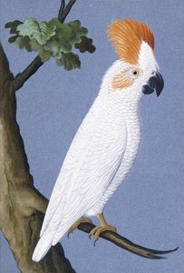 Kakadu, 1750-1800 von German School