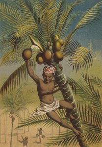 Kokospalmen