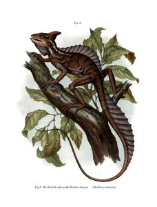 Gewöhnlicher Basilisk