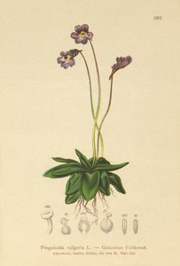 Gewöhnliches Fettkraut (Pinguicula vulgaris)