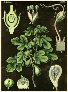 Feigenbaum
