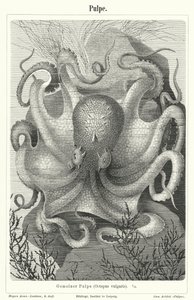 Gemeiner Oktopus