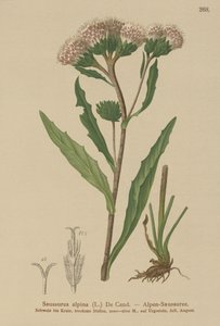 Gewöhnliche Saussurea