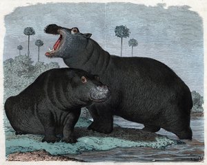 Flusspferdpaar. In „Wenn Jemand eine Reise tut, so kann er was erzählen“, deutsche Erzählung von Franz Wiedemann von German School