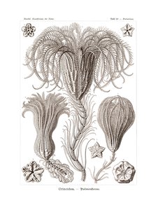 Crinoidea von German School