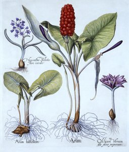 Gefleckter Aronstab, Frühlings-Wiesen-Safran, Sternhyazinthe, aus Hortus Eystettensis, von Basil Besler (1561-1629), veröffentlicht 1613 von German School