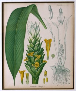 Curcuma longa (Kurkuma) aus Kohlers Heilpflanzen von Franz Eugen Kohler von German School