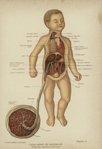 Schnittdiagramm, das die inneren Organe eines Neugeborenen und seine Nabelschnur zeigt