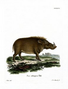 Wüstenwarzenschwein von German School
