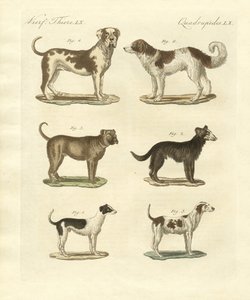 Verschiedene Arten von Hunden