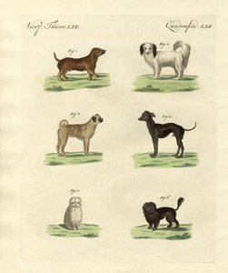 Verschiedene Arten von Hunden